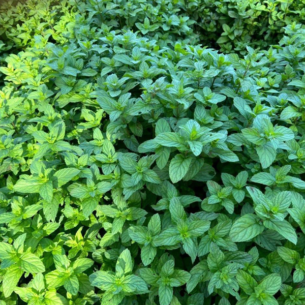 Organic Natural Herbs for Export and Import Co. - Fresh Natural Herbs From Fields To Clients
