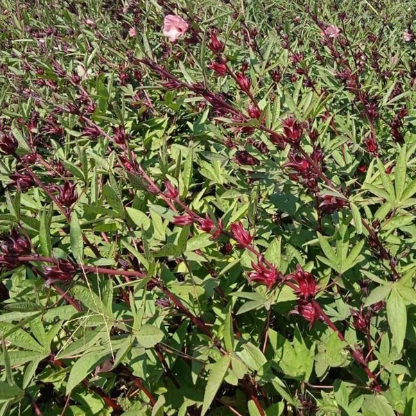 Organic Natural Herbs for Export and Import Co. - Fresh Natural Herbs From Fields To Clients