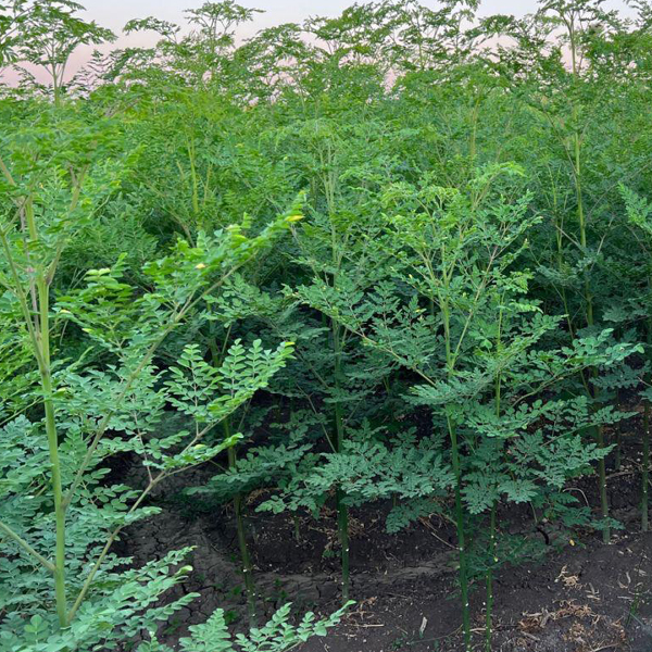 Organic Natural Herbs for Export and Import Co. - Fresh Natural Herbs From Fields To Clients