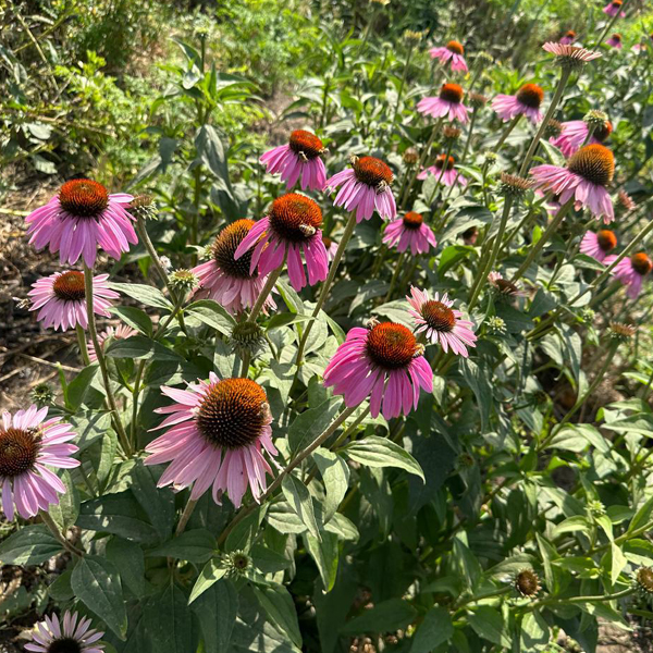 Organic Natural Herbs for Export and Import Co. - Fresh Natural Herbs From Fields To Clients