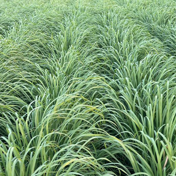 Organic Natural Herbs for Export and Import Co. - Fresh Natural Herbs From Fields To Clients
