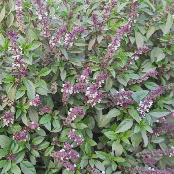 Organic Natural Herbs for Export and Import Co. - Fresh Natural Herbs From Fields To Clients