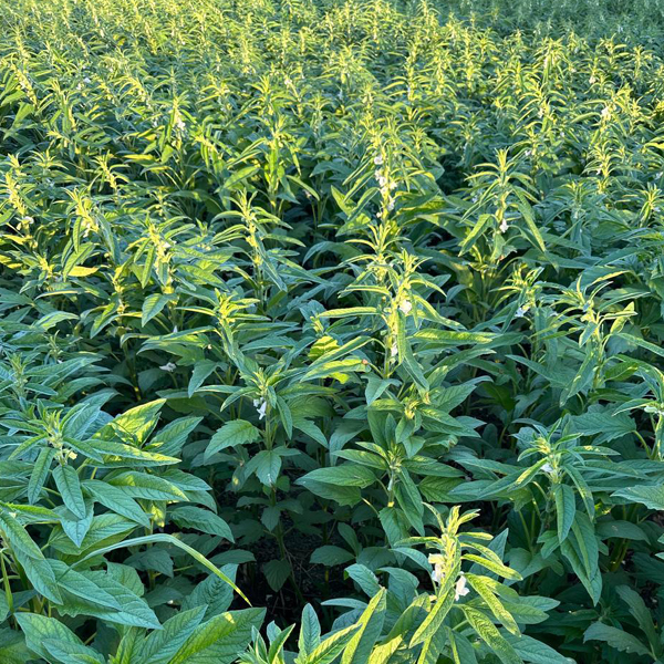 Organic Natural Herbs for Export and Import Co. - Fresh Natural Herbs From Fields To Clients