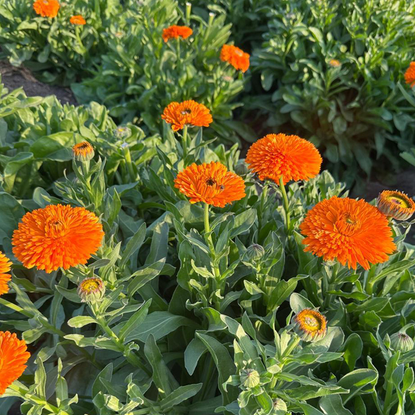Organic Natural Herbs for Export and Import Co. - Fresh Natural Herbs From Fields To Clients