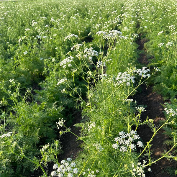 Organic Natural Herbs for Export and Import Co. - Fresh Natural Herbs From Fields To Clients