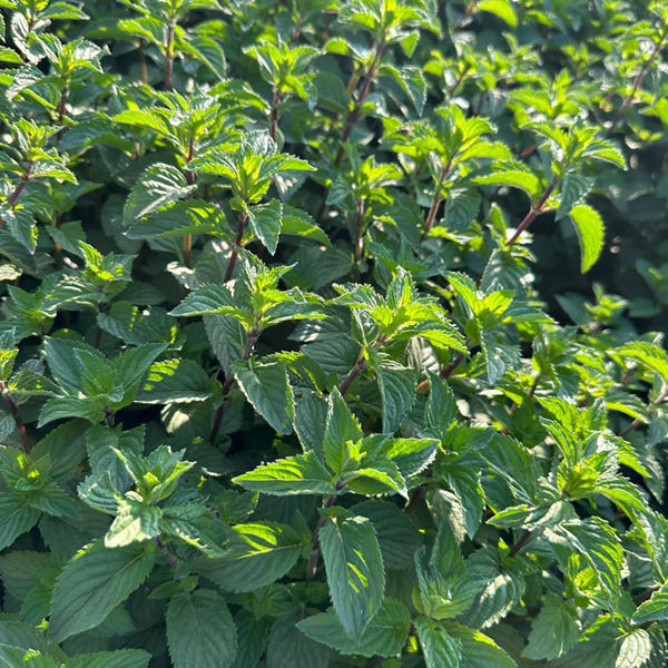 Organic Natural Herbs for Export and Import Co. - Fresh Natural Herbs From Fields To Clients