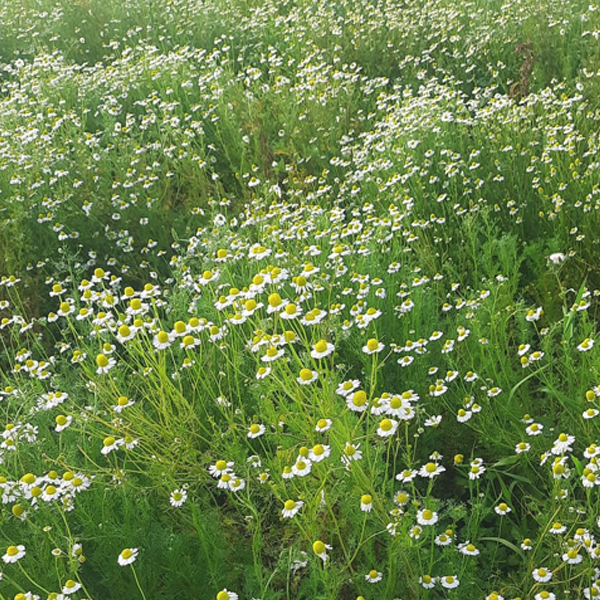 Organic Natural Herbs for Export and Import Co. - Fresh Natural Herbs From Fields To Clients