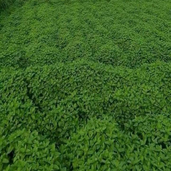 Organic Natural Herbs for Export and Import Co. - Fresh Natural Herbs From Fields To Clients
